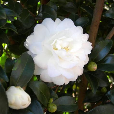 October magic bride camellia